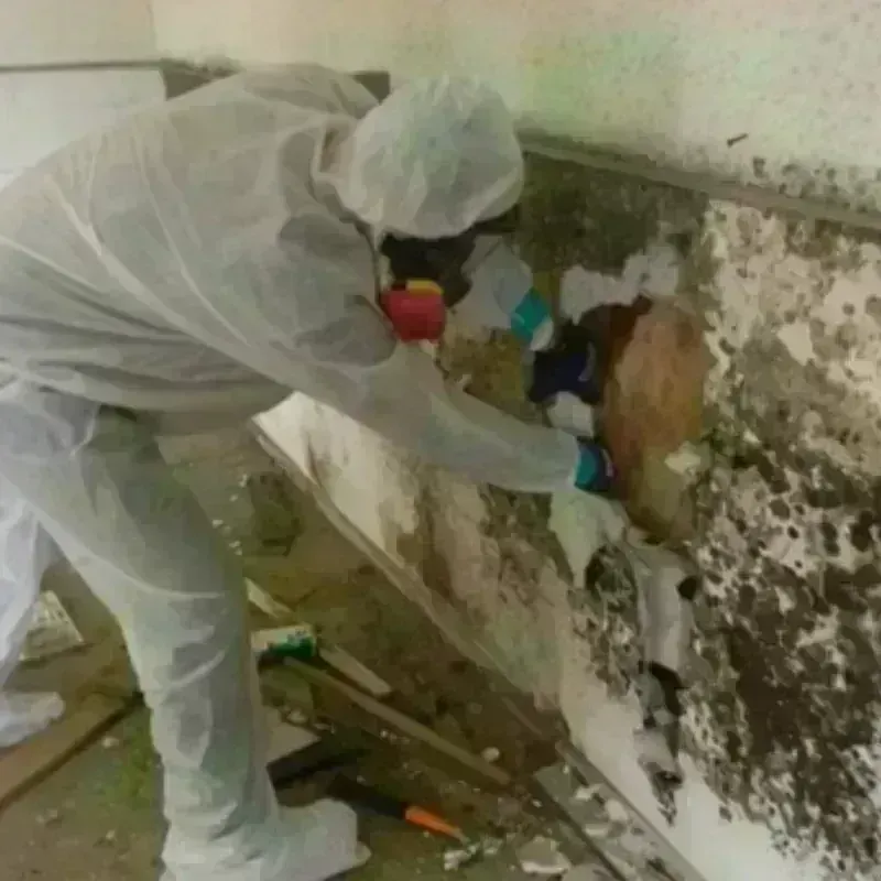 Mold Remediation and Removal in Winfield, IL